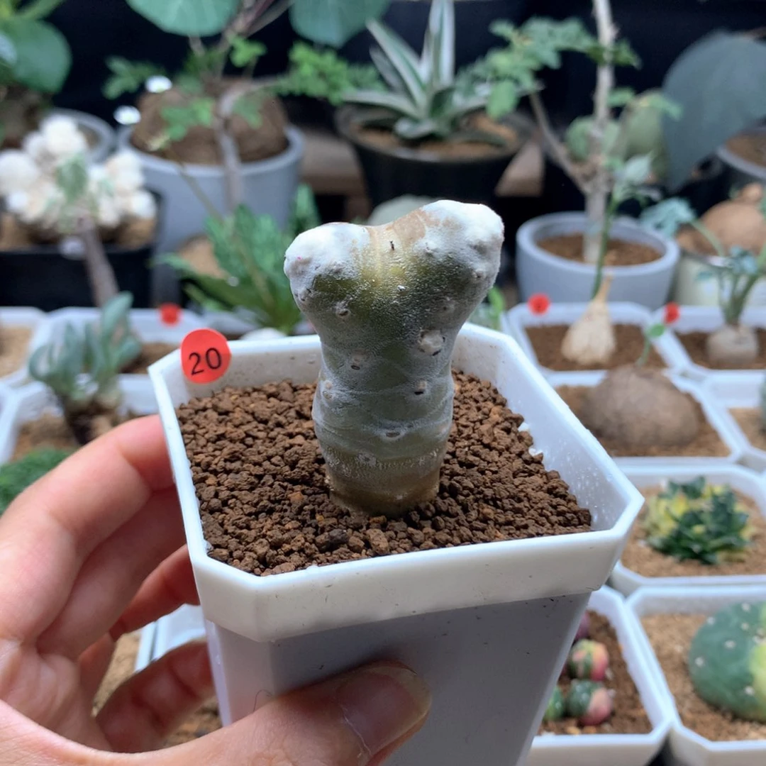 雪露厚敦菊母本带盆20号