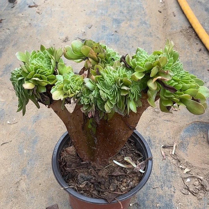 多肉植物万缀化78号