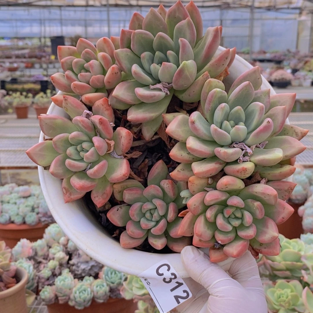312不知名一物一拍