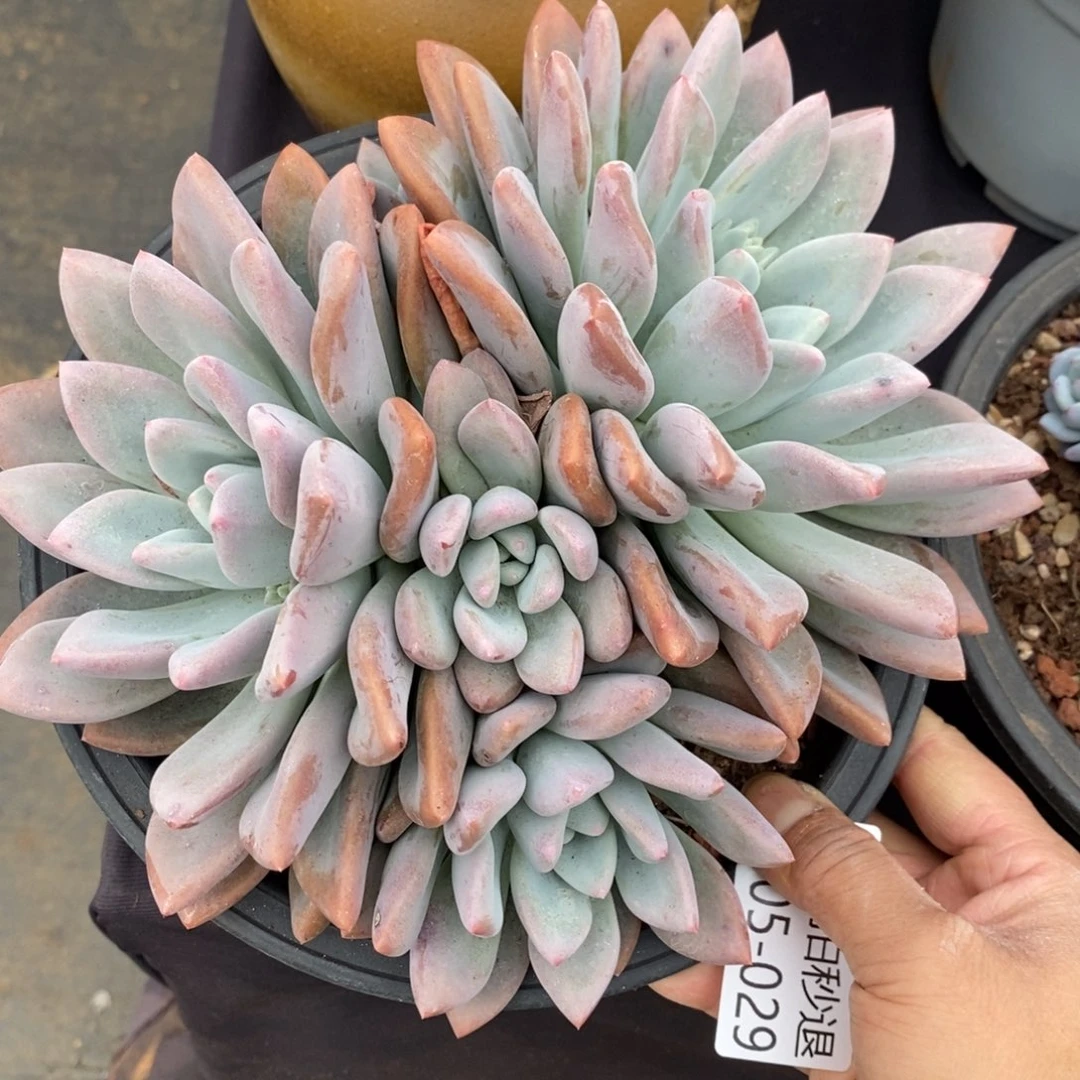 两单包邮1105-29奥普