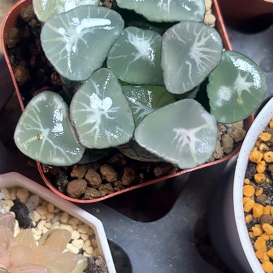 星万象十二卷多肉植物