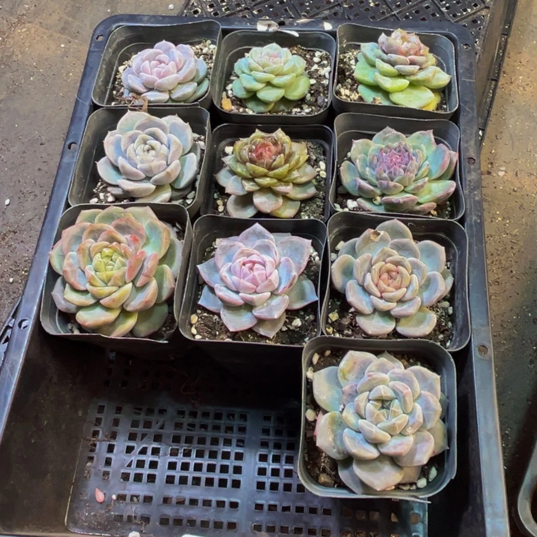 s***k701多肉植物的生长发育