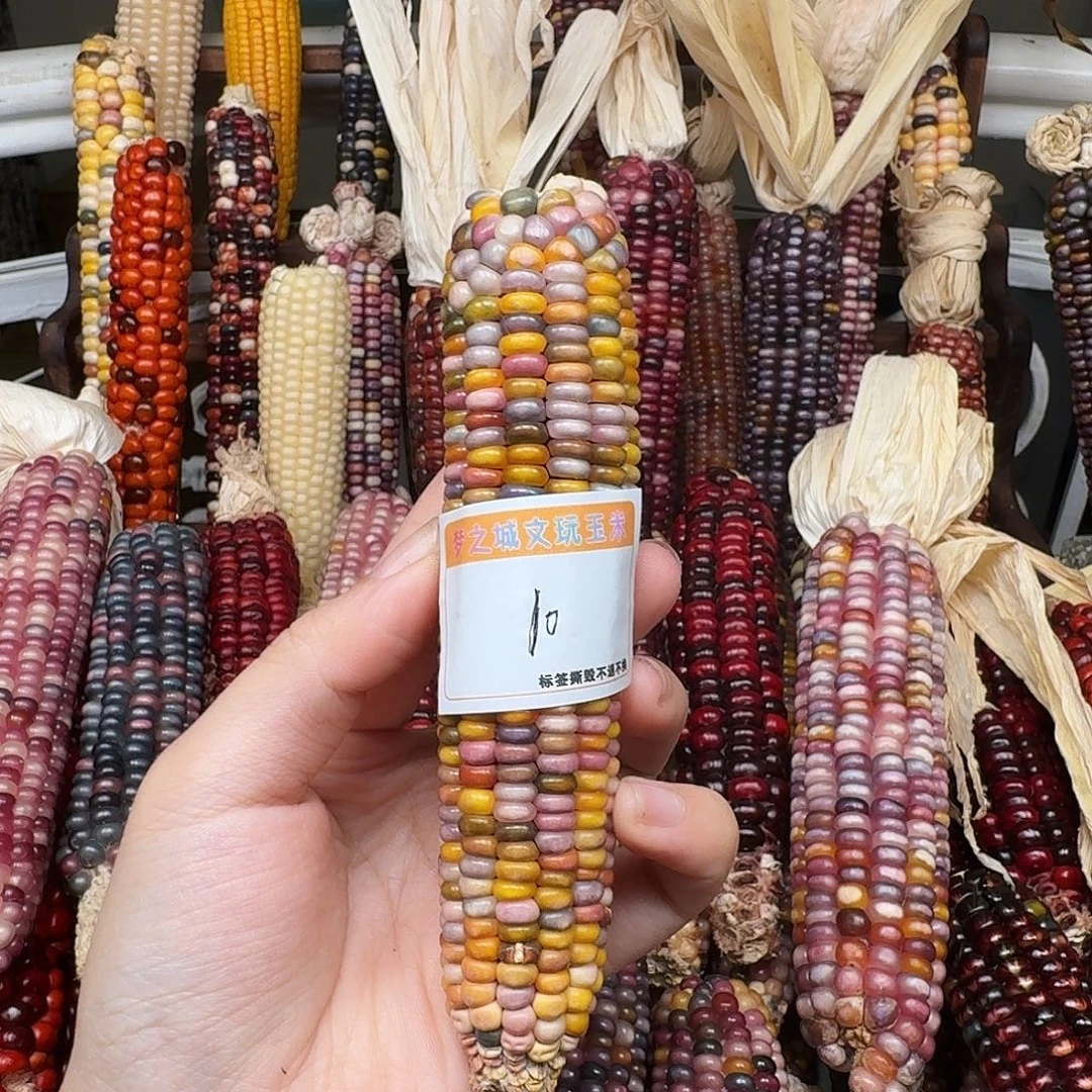 研***希柏香籽/百香籽吊坠