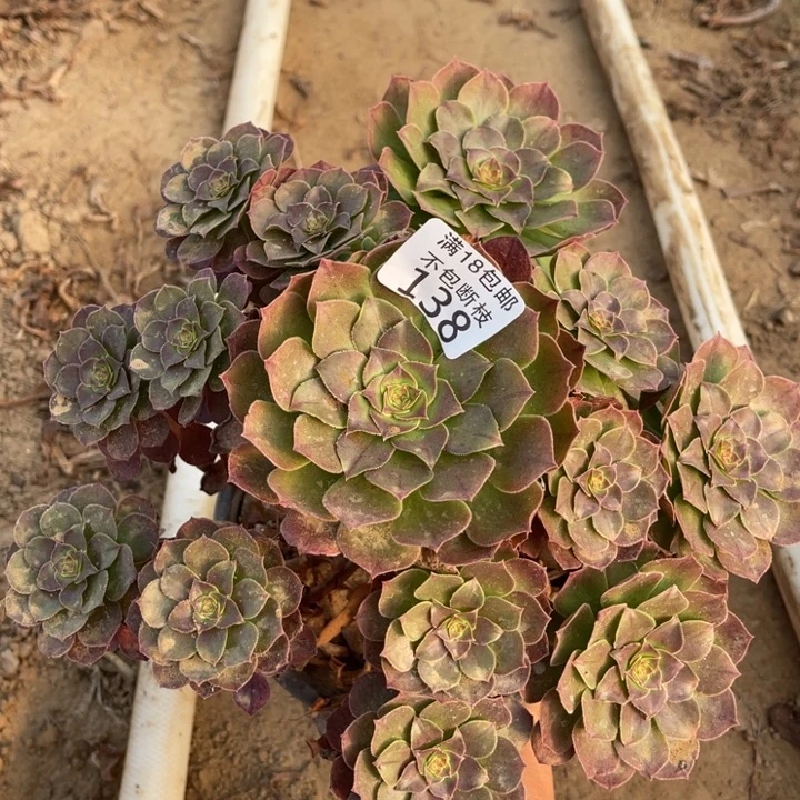 138沙拉碗大手捧1北