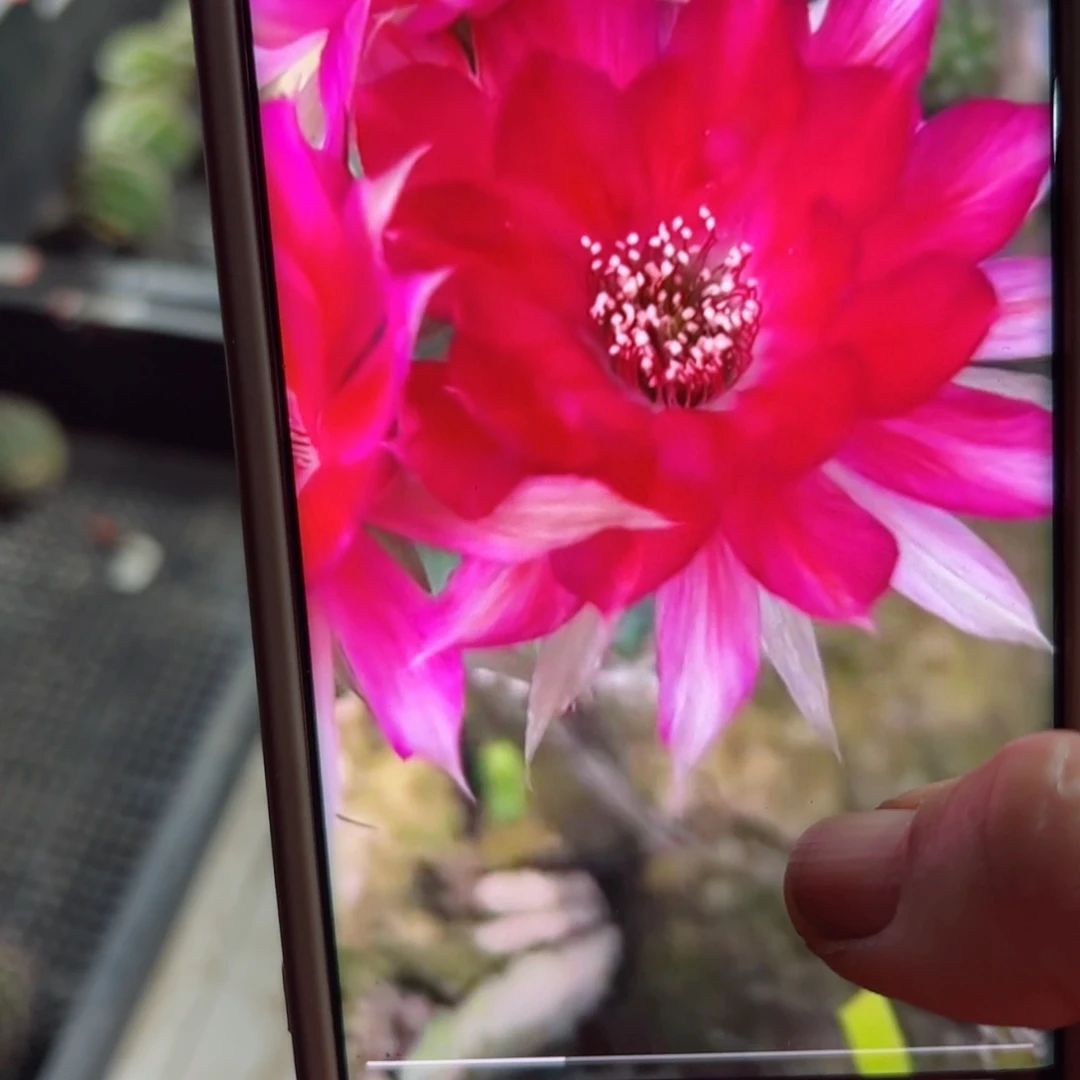 下49丽花丽杂歪无根侧芽3公分左右20包邮