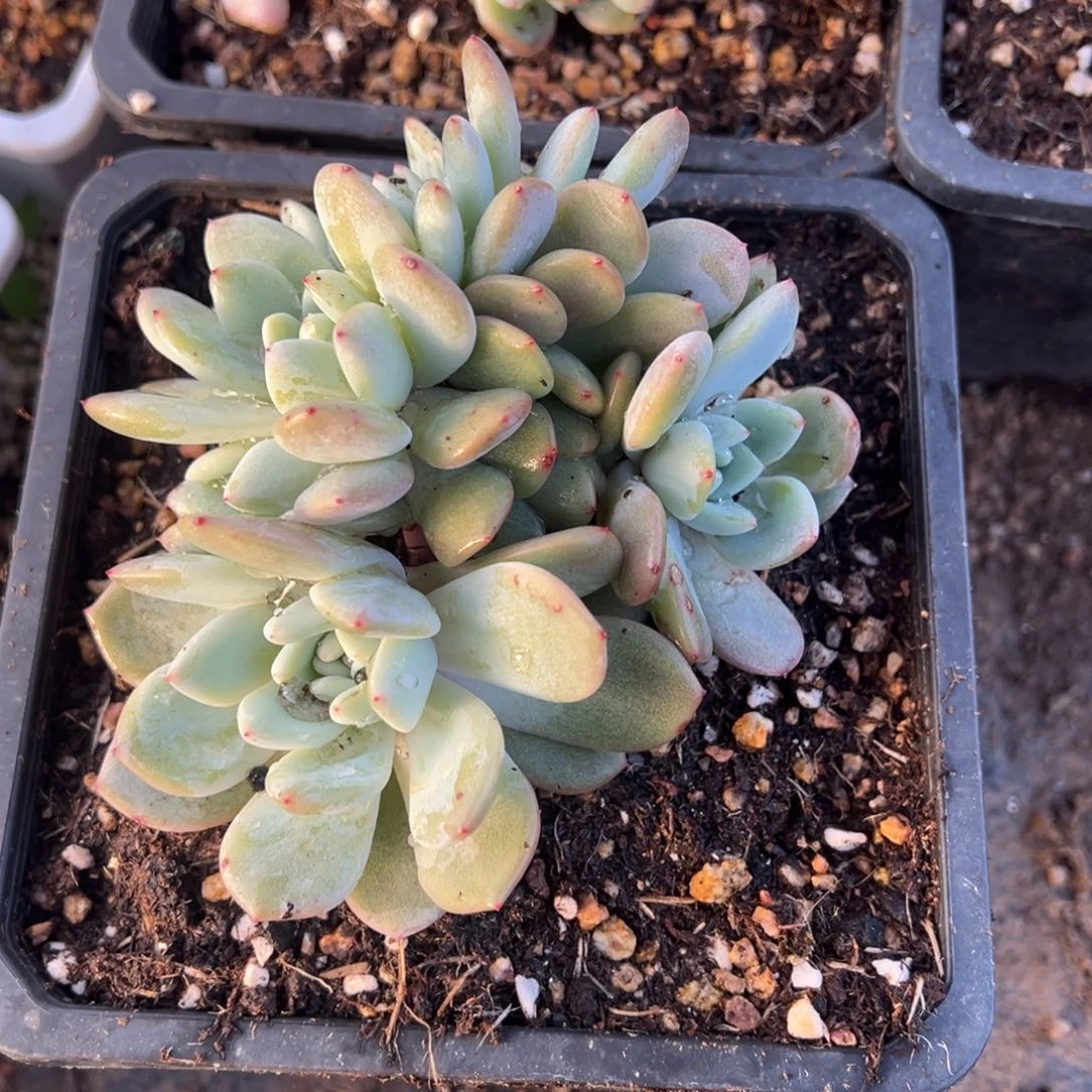 肉****?多肉植物，多肉