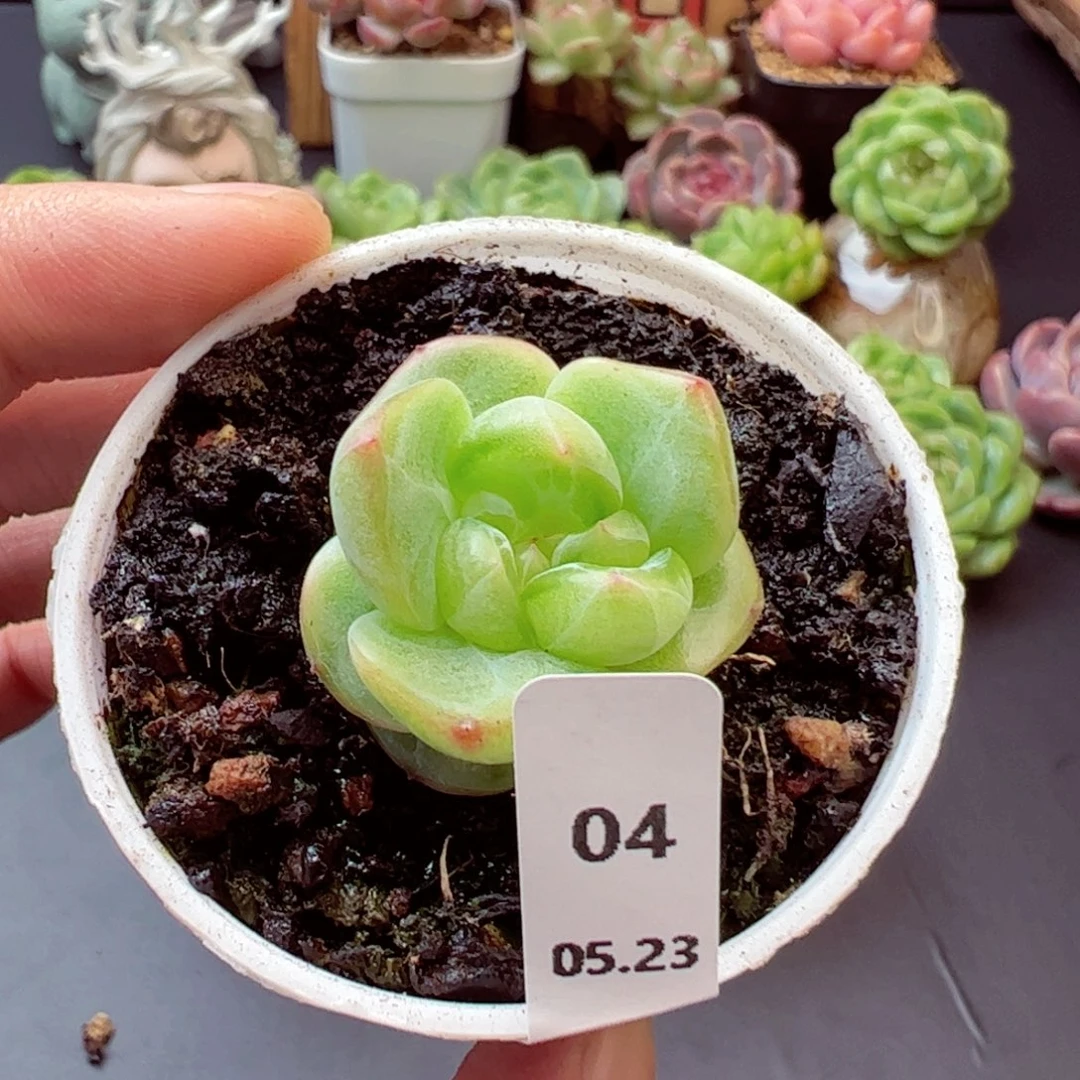 那**光无与伦比04、哈哈哈哈