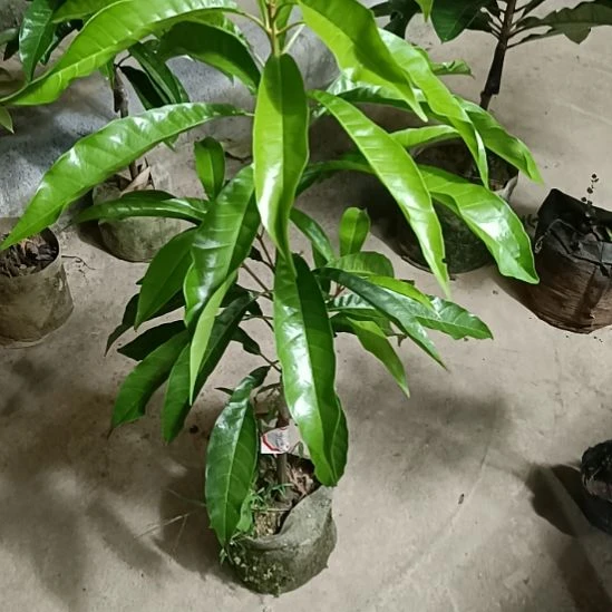 螺丝果一物一拍原盆原土发货