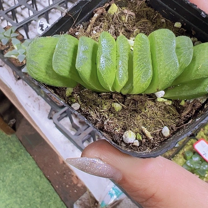 绿玉扇19包邮多肉植物