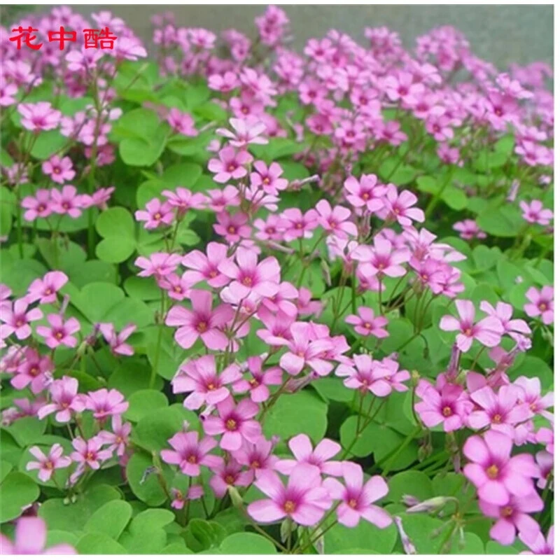 红花三叶草 三叶酢浆草 幸运草红花炸酱草 红三叶种子 白三叶种子