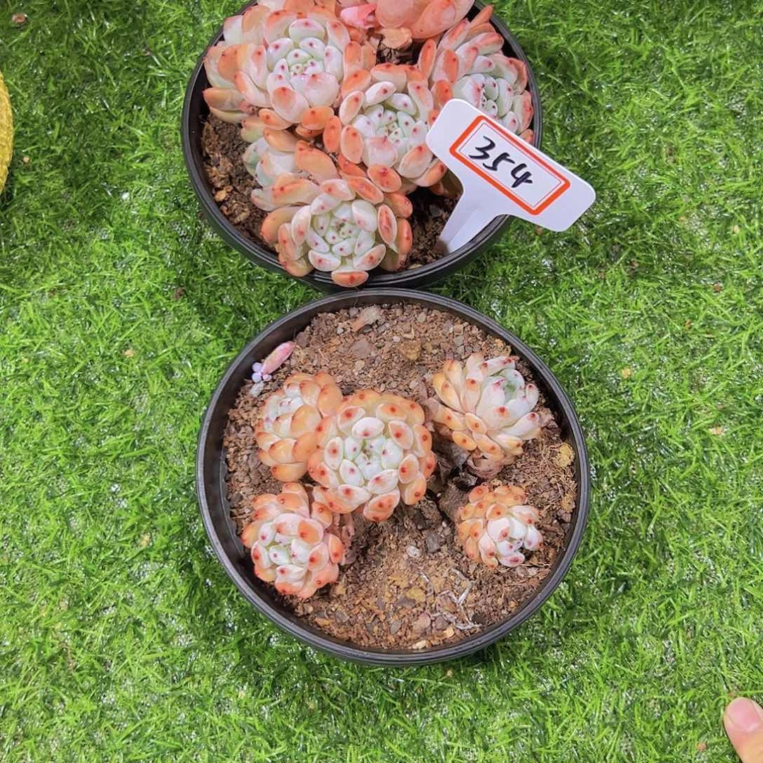 香***纸354雪爪一组2个59.8