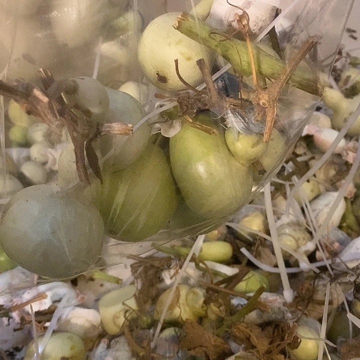 ****0青皮葫芦手把件打包