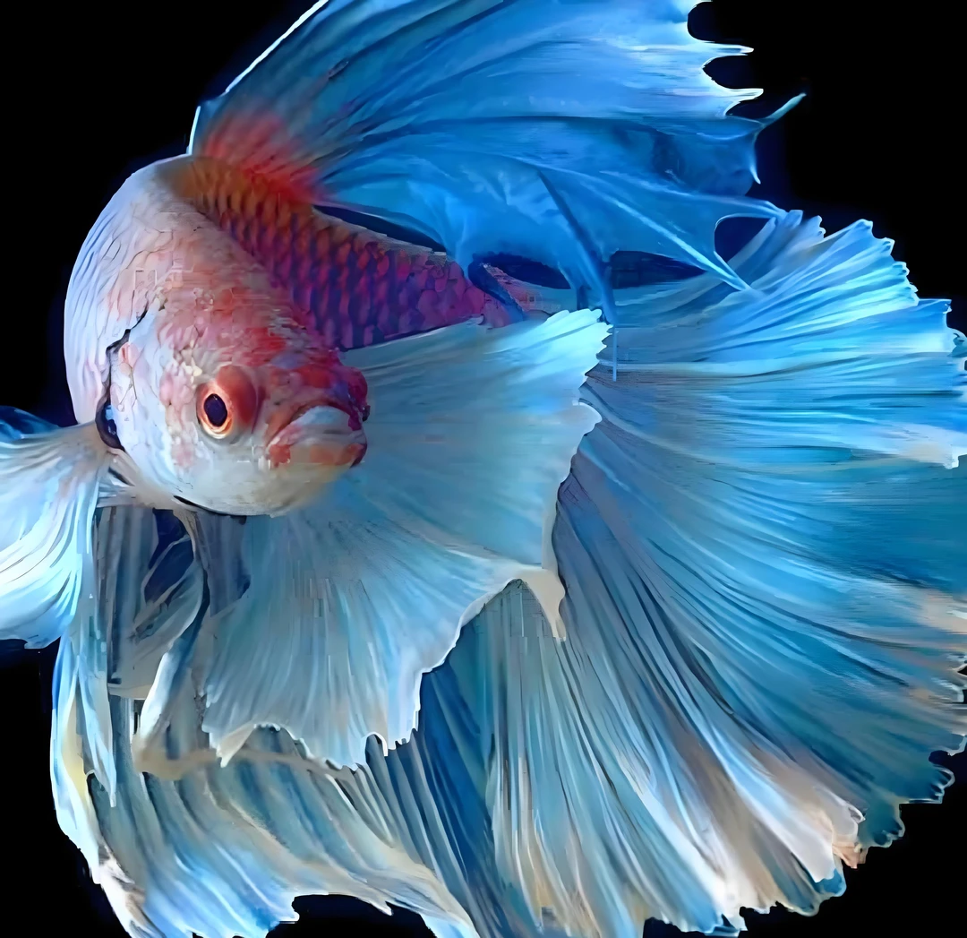 泰国斗鱼小型热带观赏宠物活体