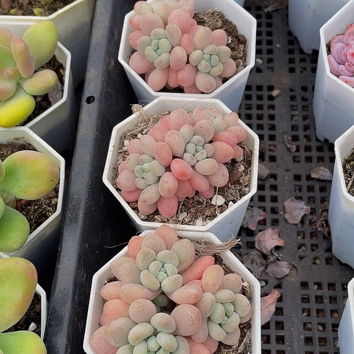 洛可可群带盆土发