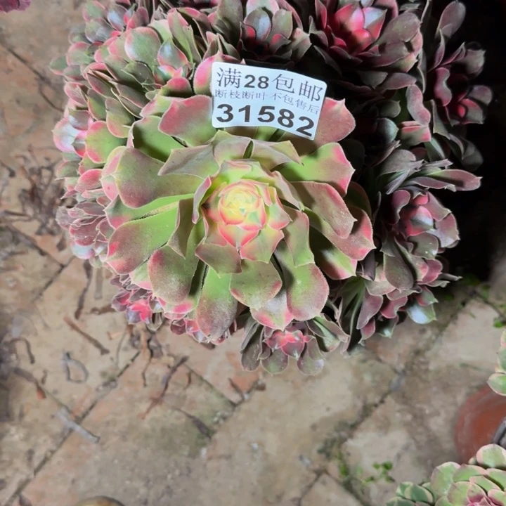 31582香妃多肉植物