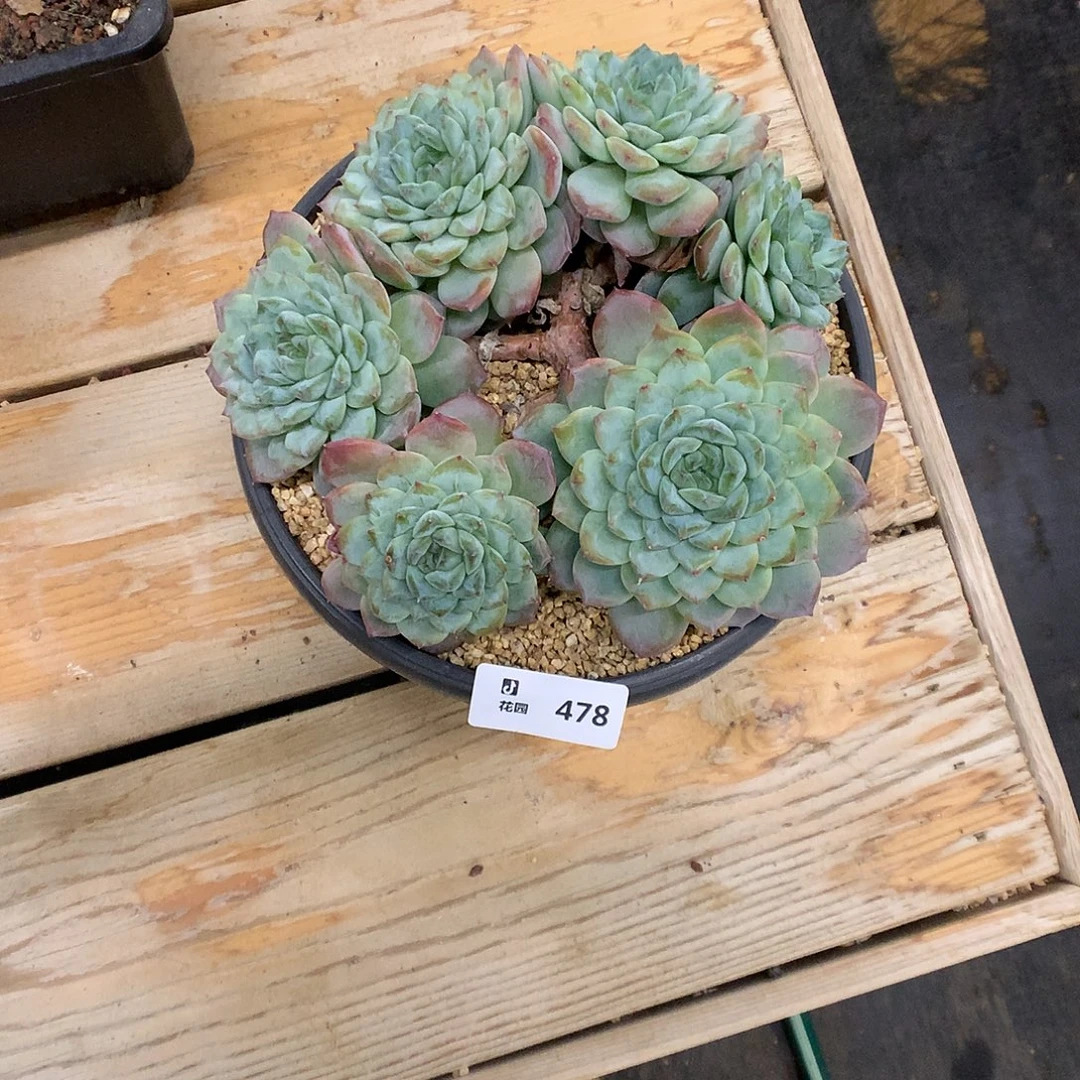 478冰魄綴多肉植物666