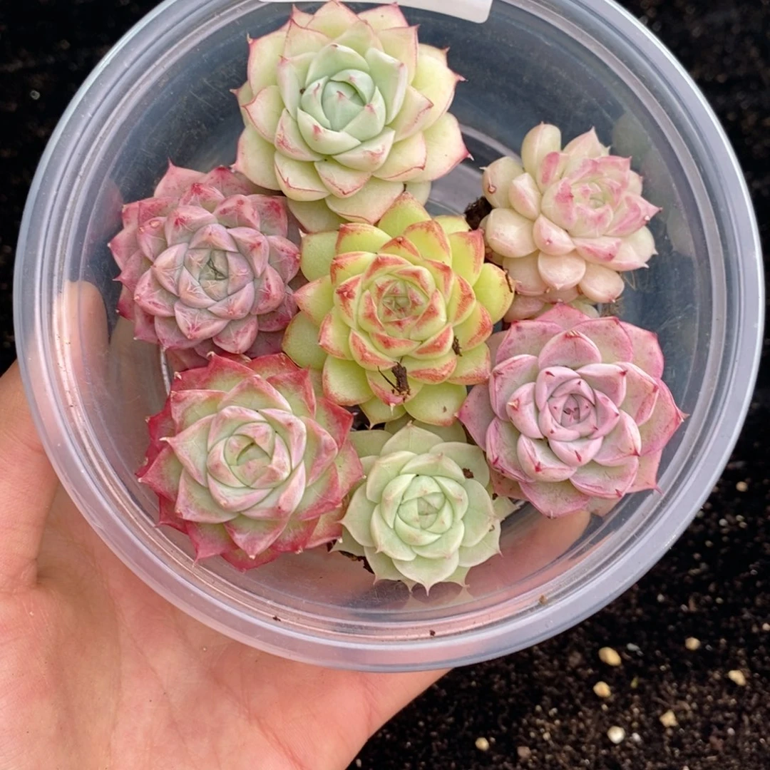 2-247 新疆西藏内蒙不发其他一单包邮两到三公分多肉