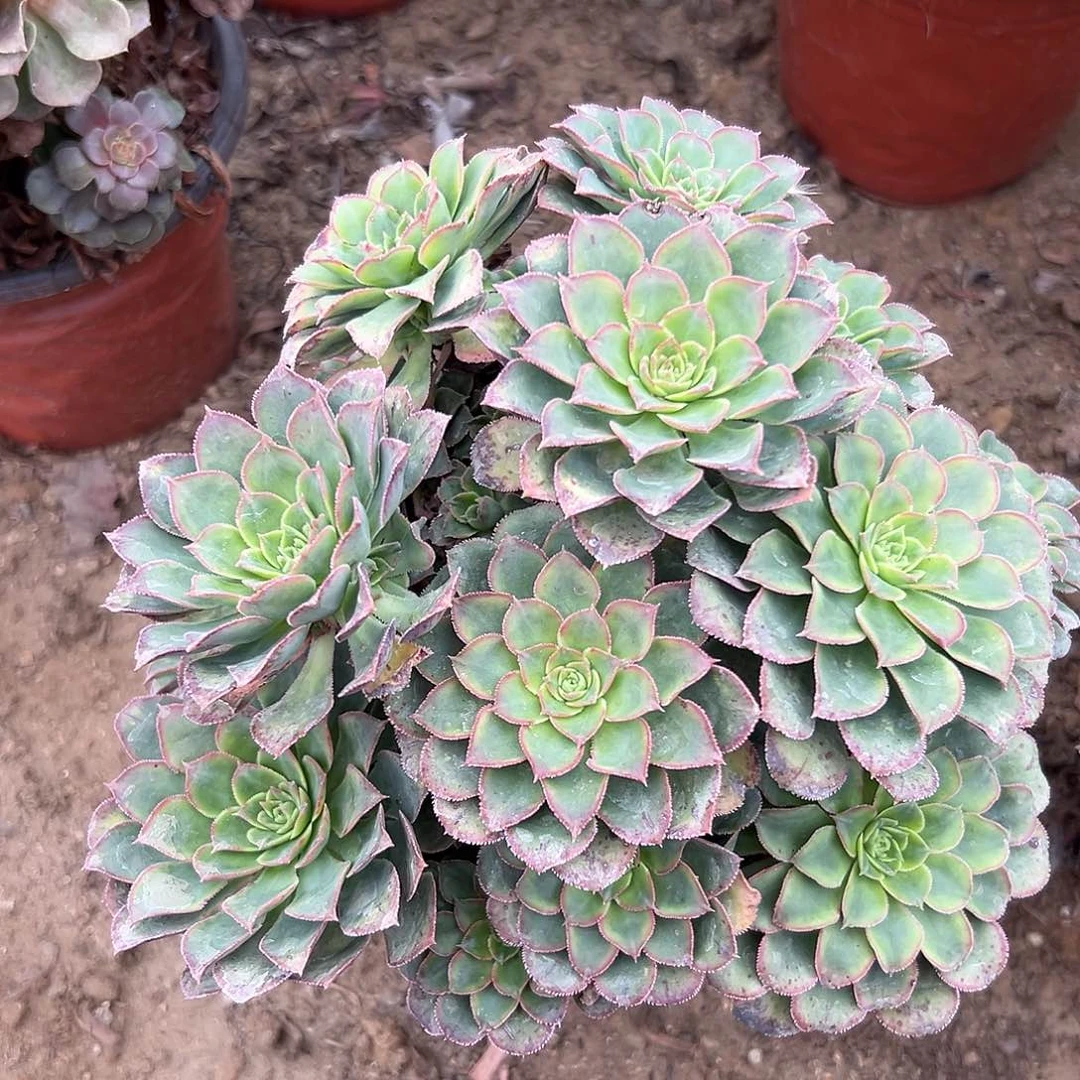 多肉植物多肉植物