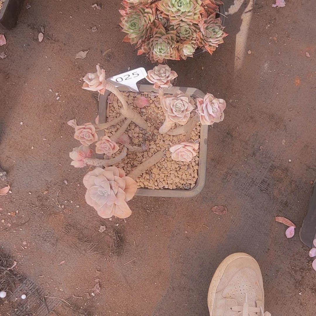 打****?025可爱玫瑰20不售后