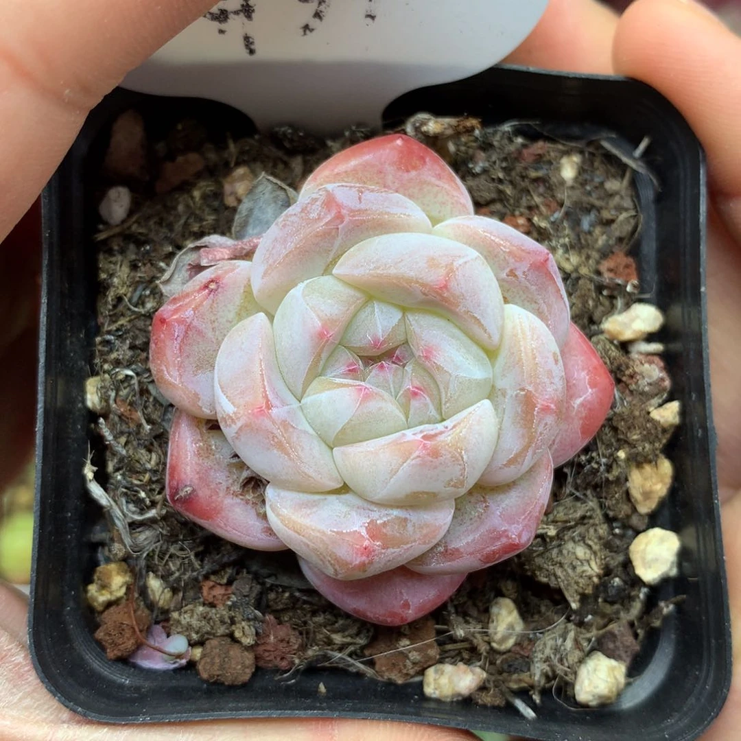 粉糯心暗纹糖心4934