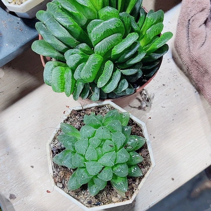 玉扇雨露新手好养的