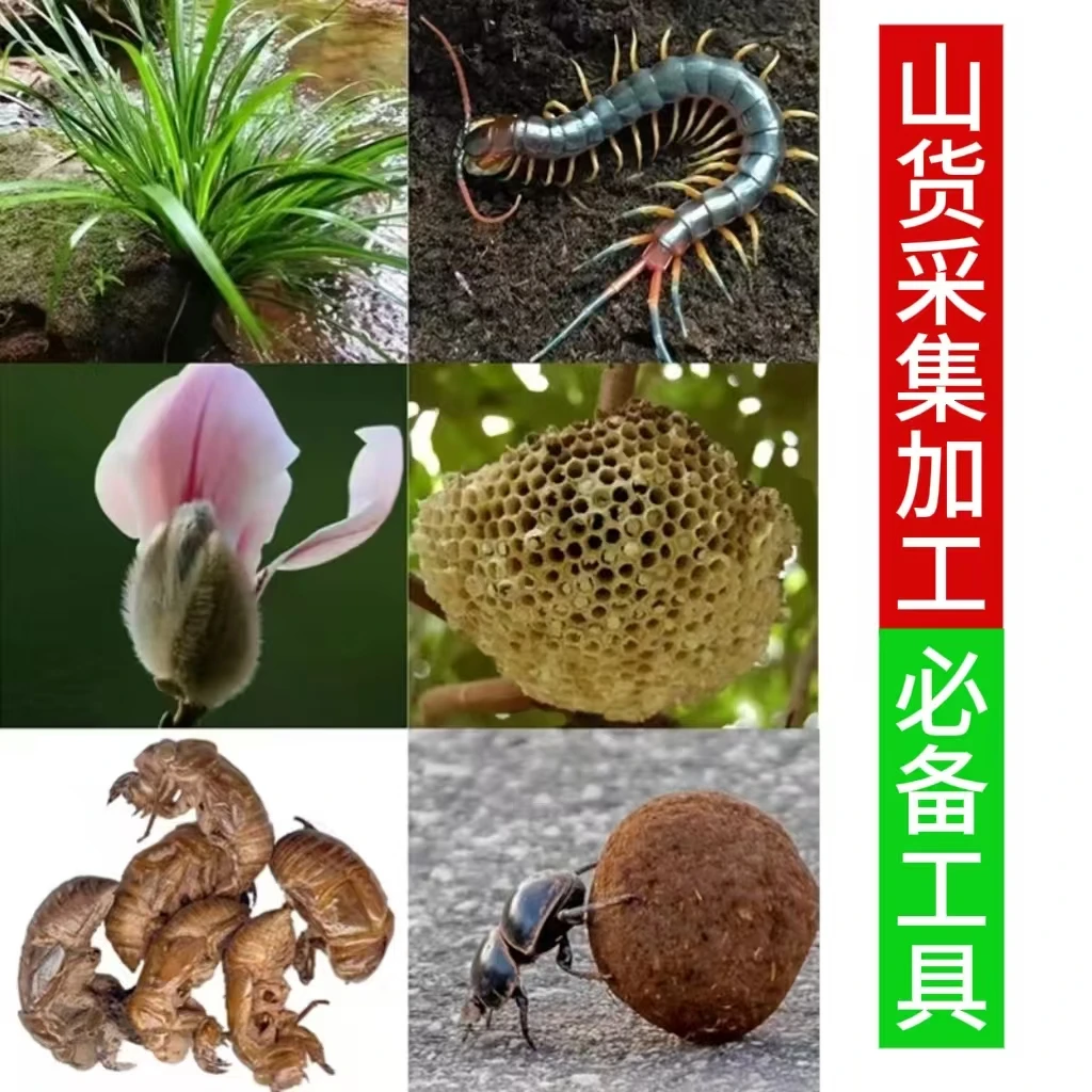 山货采集点   采摘时间 昆虫配方 种植技术  图文指导