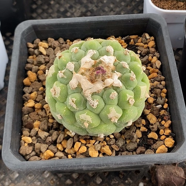 大鱿鱼，一物一拍。7.2公分