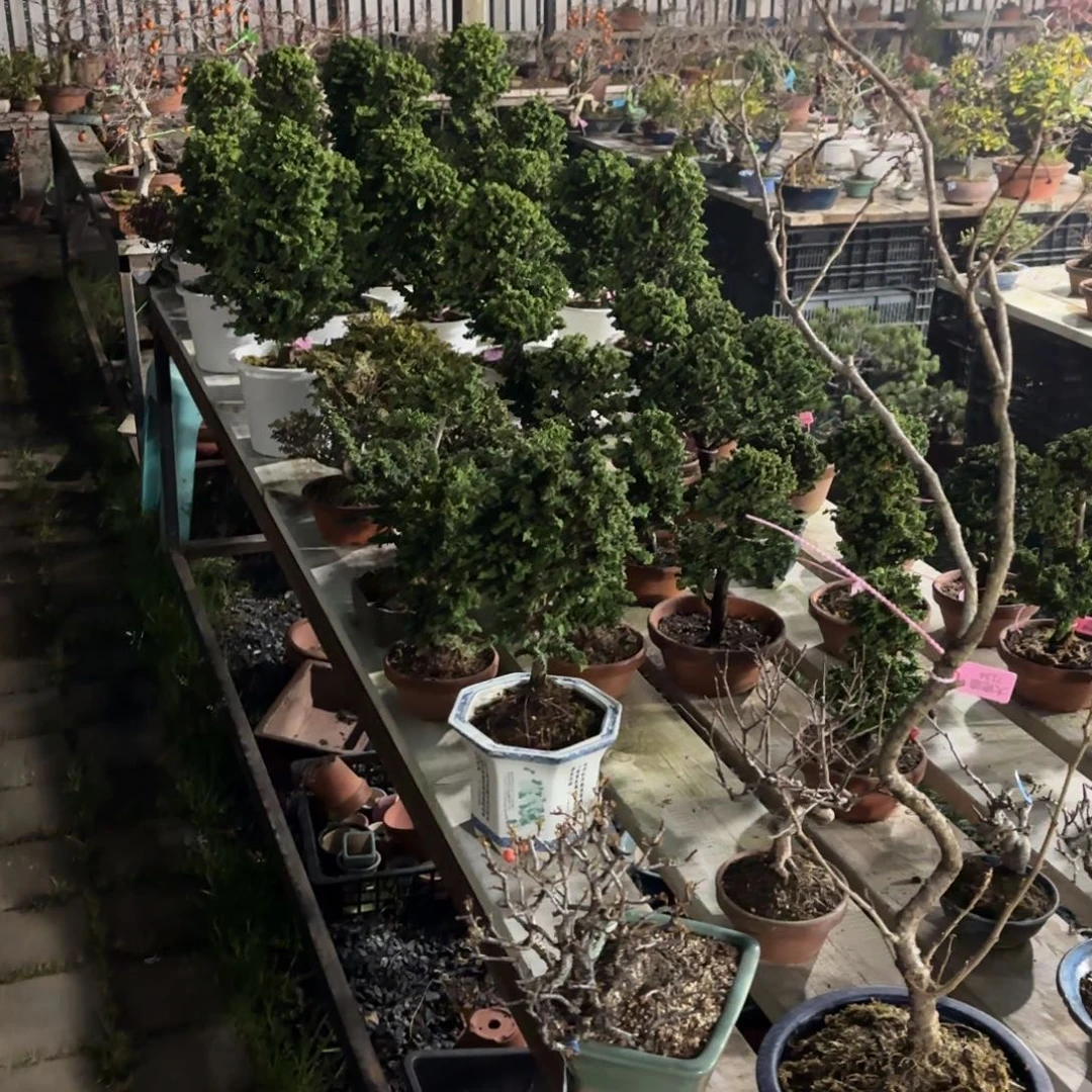 全场盆景一物一拍