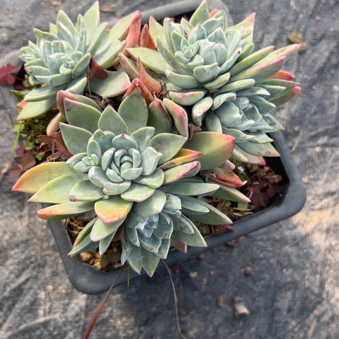 福利大脸泡芙～一物一拍2844