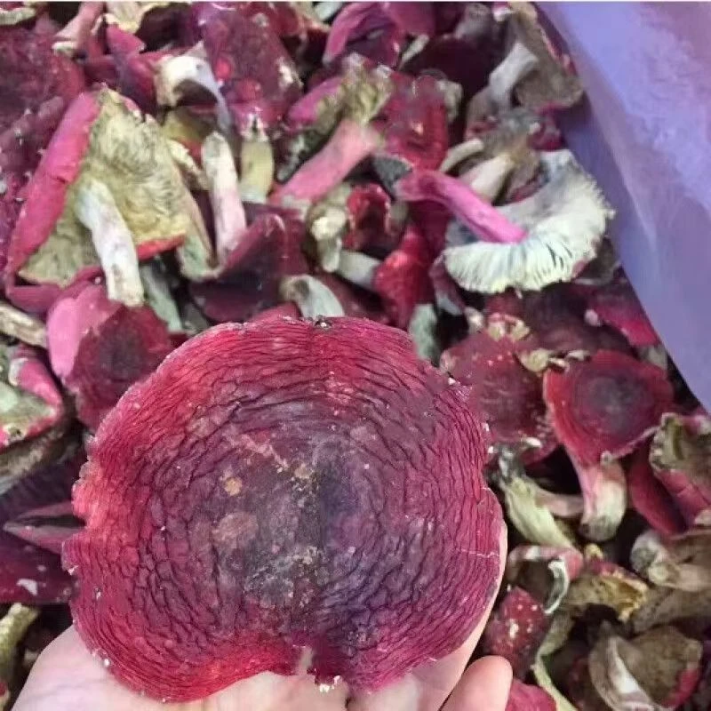 新货福建三明野生正宗红面蓝底红菇半开伞三角菇红蘑菇干货