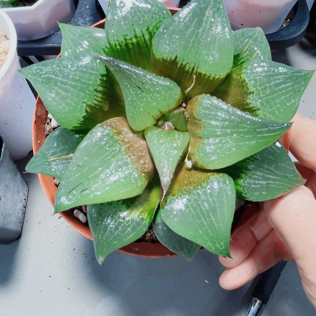 阿寒湖多肉植物6666