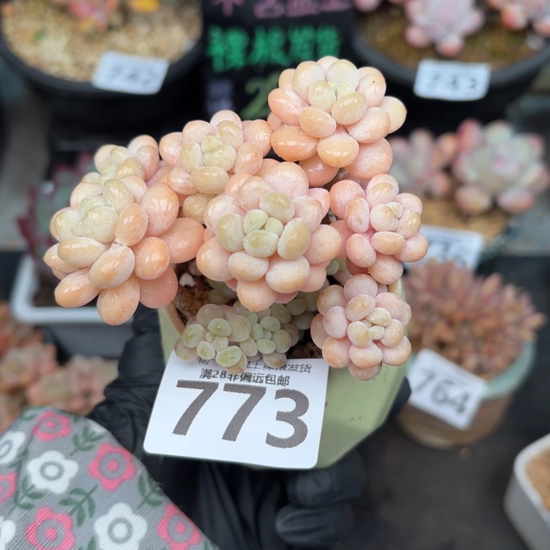 洛可可无盆土发货