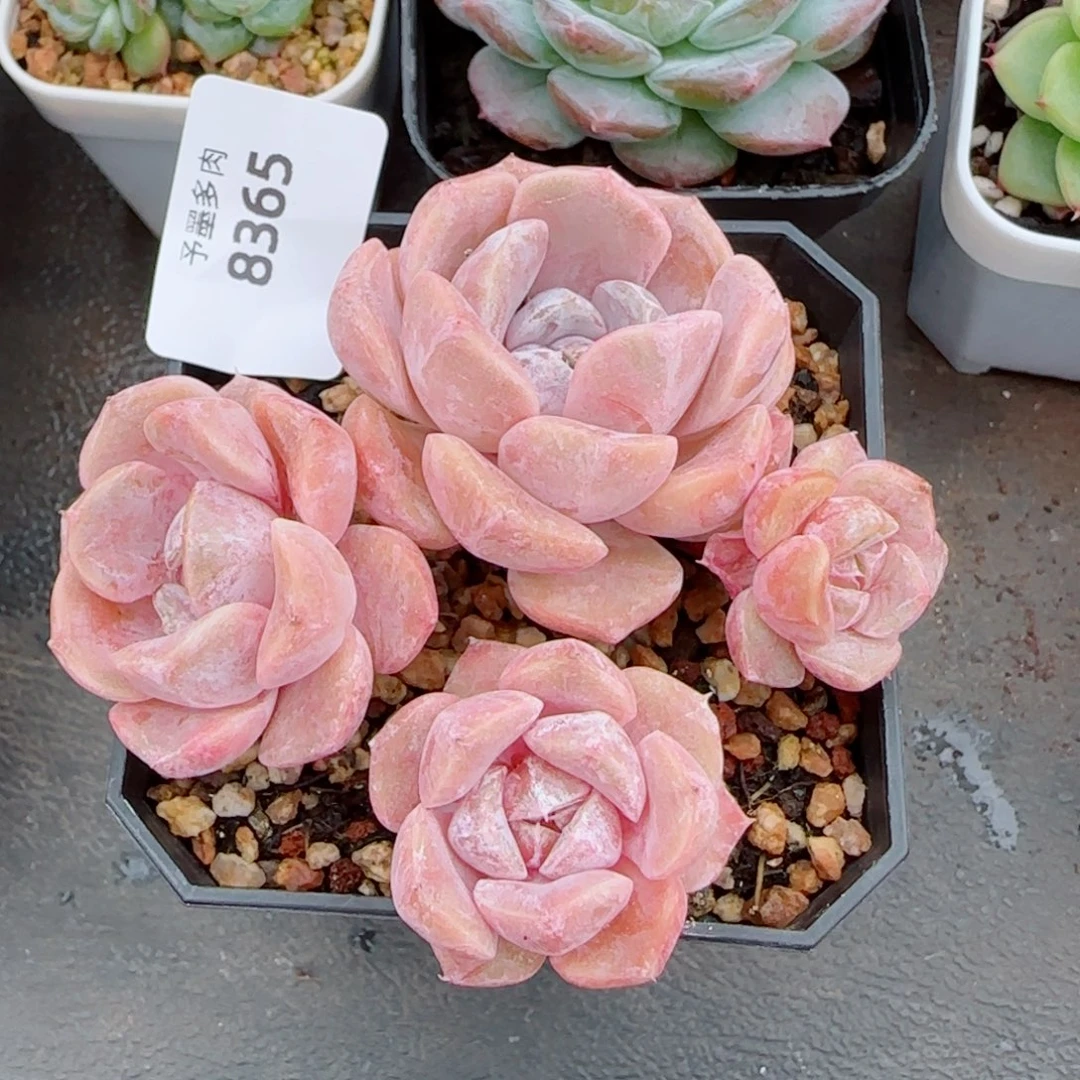 汉堡无砍，8365多肉植物