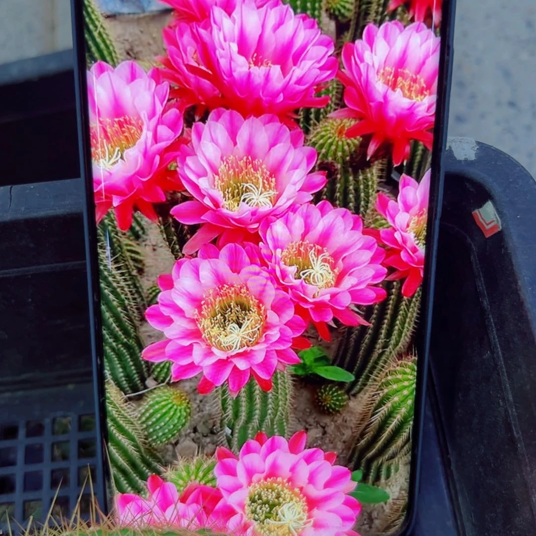 下42毛紫罗兰之眼歪无根侧芽5公分左右20包邮