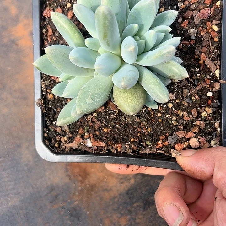 【闪购商品】哥特群多肉植物