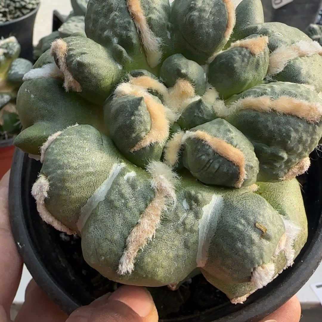 无花朵大型蝙蝠三叉888