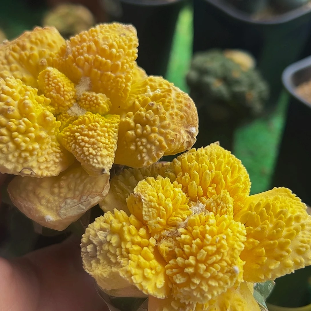 无花朵小**叔福利两颗牡丹锦369