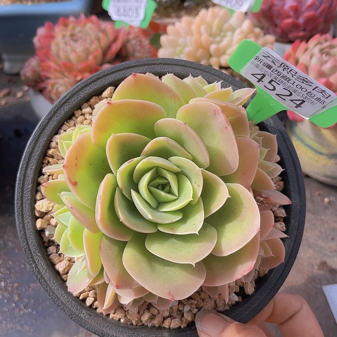 4524星娜塔多肉植物