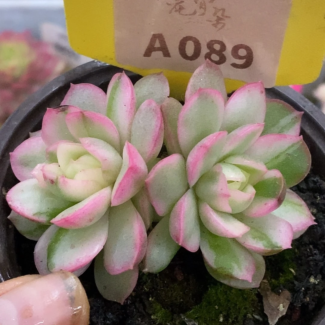 089黄玫瑰哈哈哈哈哈