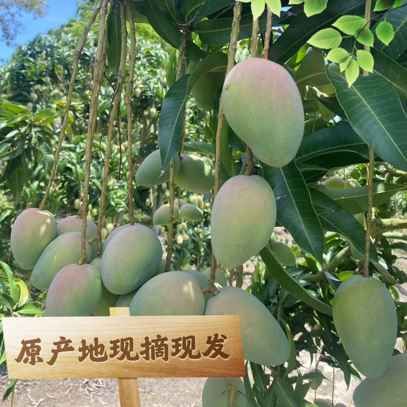 精品黄玉芒试吃单果一个（不低于500g）