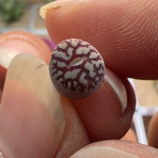 编号丢失墨一颗252。