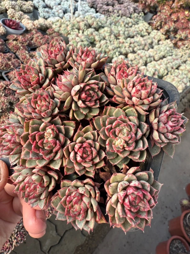 血滴子多肉 血斑特别明显