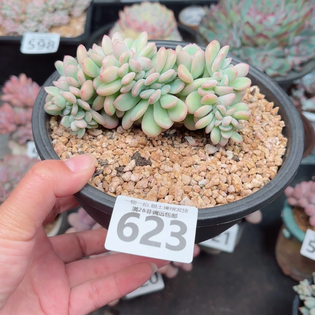 泡芙缀无盆土发货