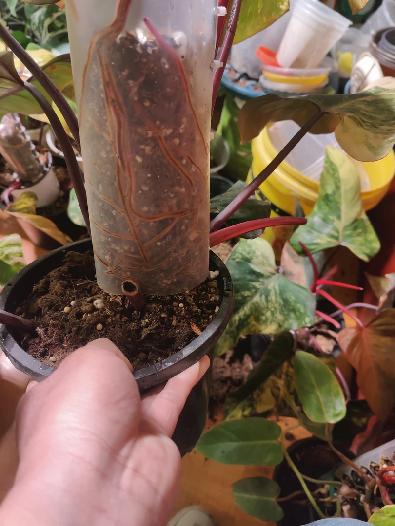 攀爬植物DIV水苔柱材料（拍5发7）