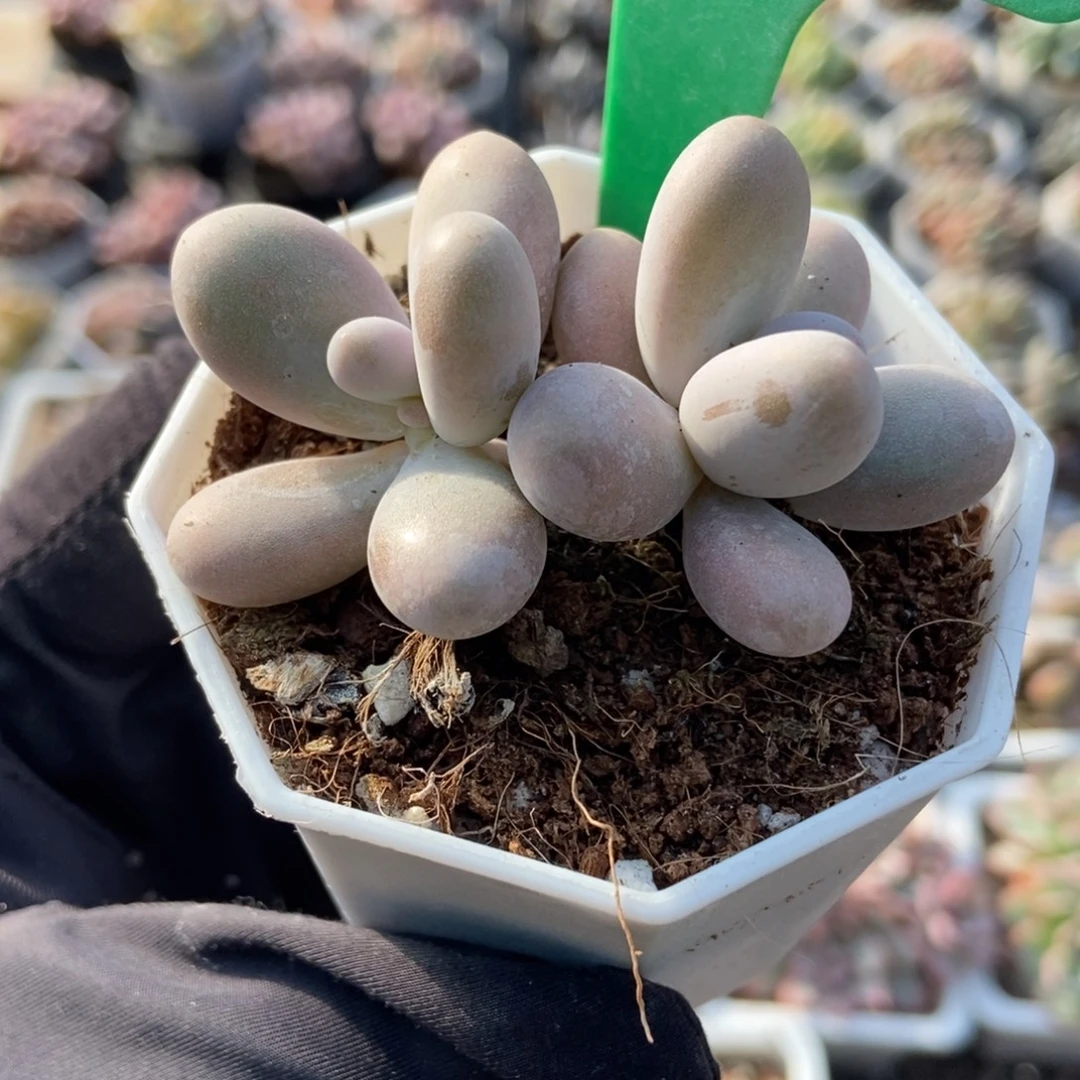 2085奶酪多肉植物多肉