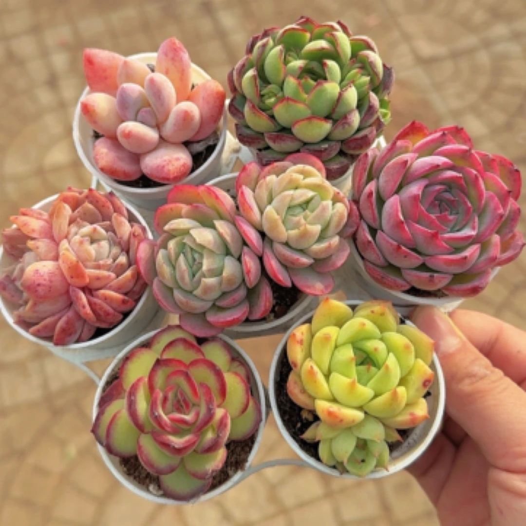 【满9.9包邮】精品多肉7颗4-5cm七仙女组合带盆多肉植物