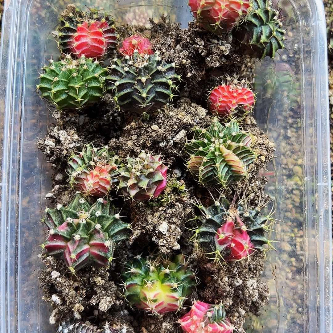 当前无花栽培后可以开花66