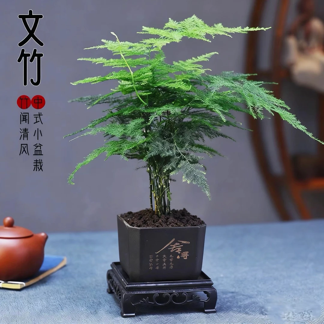 盆栽文竹净化空气室内客厅办公室绿植花卉桌面小盆景好养四季常青