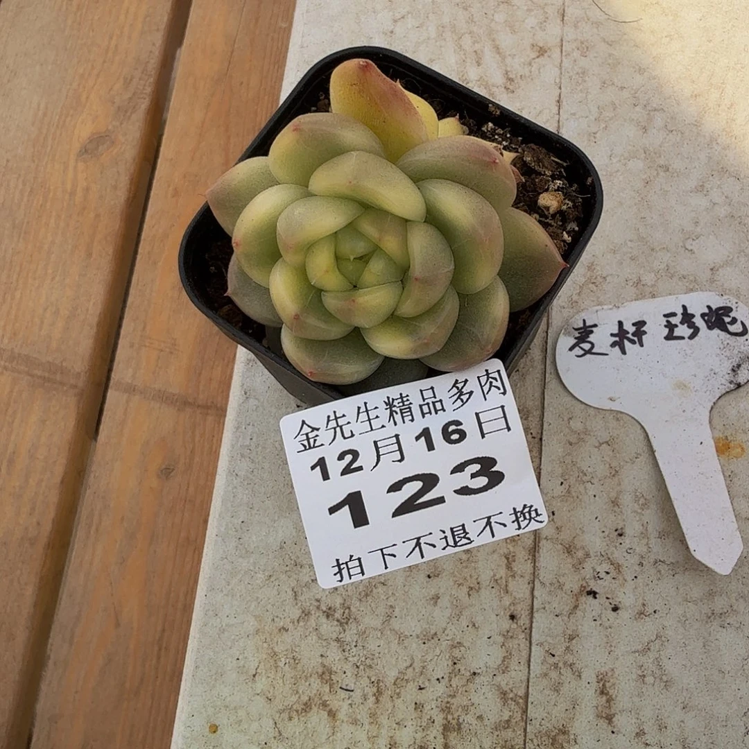 1216-123晴空珍妮锦