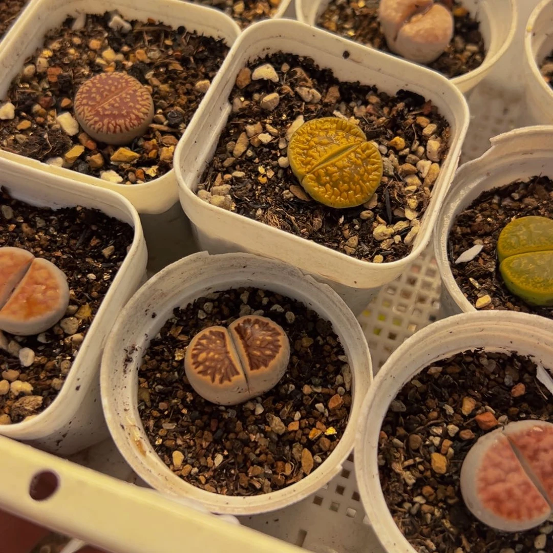 452多肉植物种类多样
